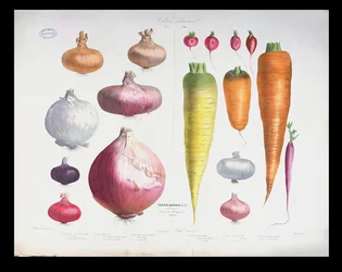 Onions, Radishes and Carrots, from the First Album Vilmorin